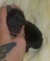 Onyx Pennsylvania , a male Italian Greyhound for sale in Levittown, PA – Photo 1 of 8