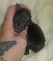 Onyx Pennsylvania , a male Italian Greyhound for sale in Levittown, PA – Photo 6 of 8