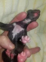 Onyx Pennsylvania , a male Italian Greyhound for sale in Levittown, PA – Photo 8 of 8