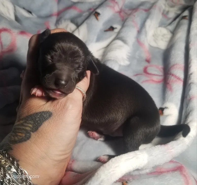 Boomer- Pennsylvania  – Italian Greyhound puppy for sale in Levittown, PA