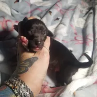 Boomer- Pennsylvania , a male Italian Greyhound for sale in Levittown, PA – 5 of 10