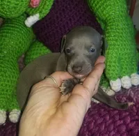 Travis- Pennsylvania , a male Italian Greyhound for sale in Levittown, PA – 1 of 10