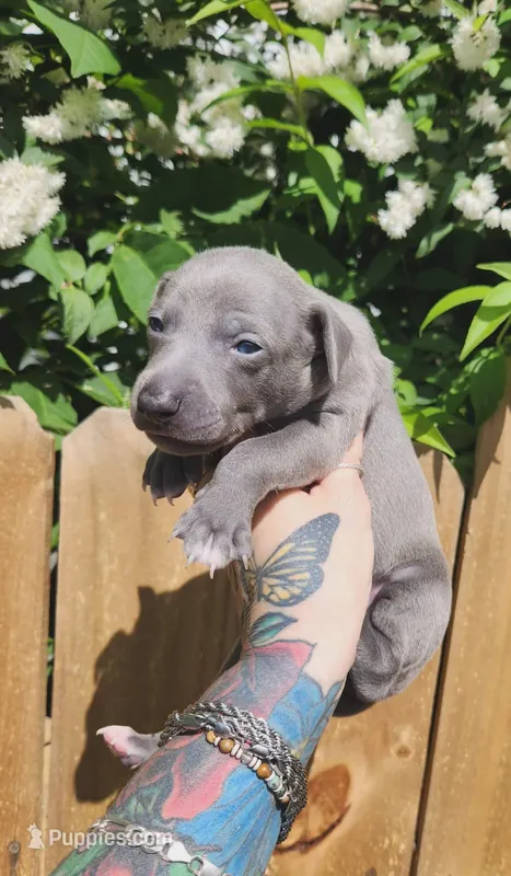 Aslan- Pennsylvania  – Italian Greyhound puppy for sale in Levittown, PA