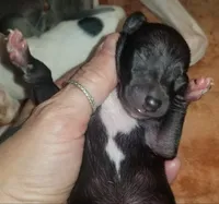 Shiloh- Pennsylvania , a female Italian Greyhound for sale in Levittown, PA – 5 of 5