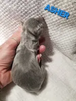Asher- Pennsylvania , a male Italian Greyhound for sale in Levittown, PA – 5 of 7