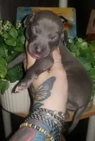 Travis- Pennsylvania , a male Italian Greyhound for sale in Levittown, PA – 8 of 10
