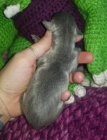 Glory- Pennsylvania , a female Italian Greyhound for sale in Levittown, PA – 6 of 9
