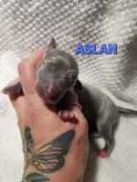 Aslan- Pennsylvania , a male Italian Greyhound for sale in Levittown, PA – 4 of 8