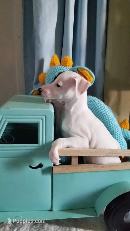 Flash- Pennsylvania  – Italian Greyhound puppy for sale in Levittown, PA