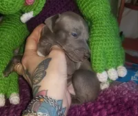 Travis- Pennsylvania , a male Italian Greyhound for sale in Levittown, PA – 3 of 10