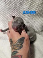 Asher- Pennsylvania , a male Italian Greyhound for sale in Levittown, PA – 4 of 7