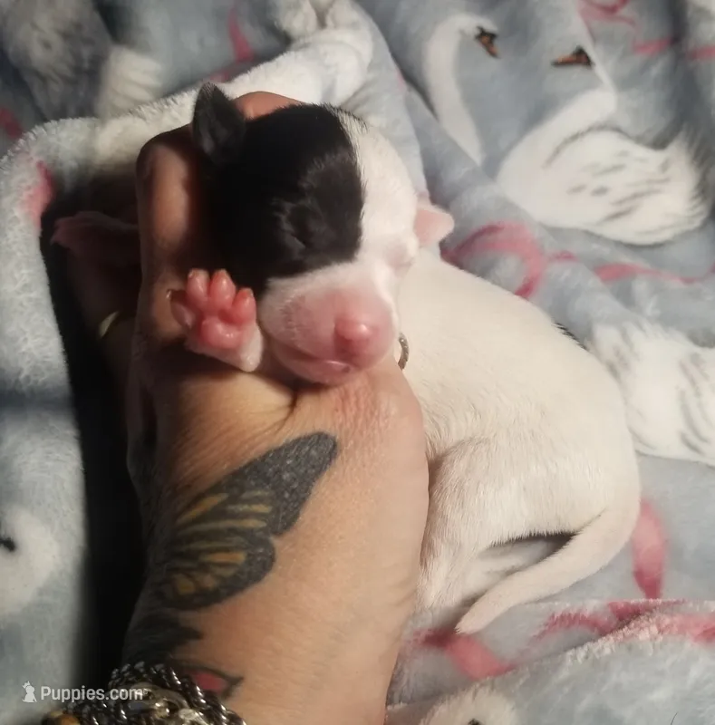 Flash- Pennsylvania  – Italian Greyhound puppy for sale in Levittown, PA
