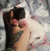 Flash- Pennsylvania , a male Italian Greyhound for sale in Levittown, PA – 1 of 10