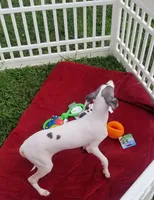 Enoch Pennsylvania , a male Italian Greyhound for sale in Levittown, PA – 5 of 10