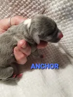 Anchor- Pennsylvania , a male Italian Greyhound for sale in Levittown, PA – 4 of 9