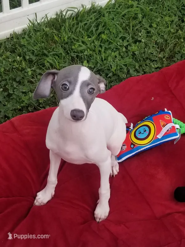 Enoch Pennsylvania  – Italian Greyhound puppy for sale in Levittown, PA