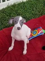 Enoch Pennsylvania , a male Italian Greyhound for sale in Levittown, PA – 1 of 10