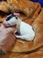 Flash- Pennsylvania , a male Italian Greyhound for sale in Levittown, PA – 9 of 10