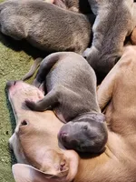 Turk- Pennsylvania , a male Italian Greyhound for sale in Levittown, PA – 8 of 10