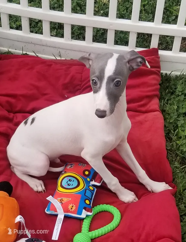 Enoch Pennsylvania  – Italian Greyhound puppy for sale in Levittown, PA