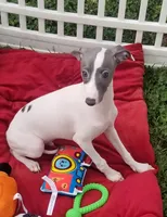 Enoch Pennsylvania , a male Italian Greyhound for sale in Levittown, PA – 4 of 10