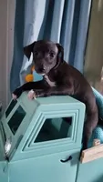 Boomer- Pennsylvania, a male Italian Greyhound for sale in Levittown, PA – 4 of 8