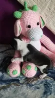 Genesis- Pennsylvania, a female Italian Greyhound for sale in Levittown, PA – 9 of 10