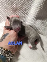 Aslan- Pennsylvania , a male Italian Greyhound for sale in Levittown, PA – 5 of 8
