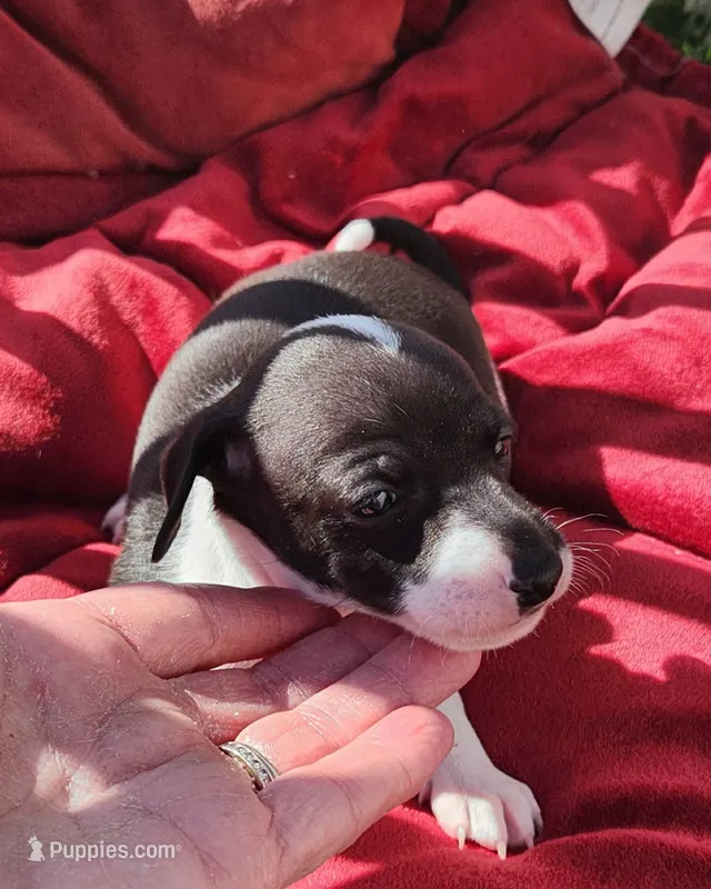 Genesis- Pennsylvania – Italian Greyhound puppy for sale in Levittown, PA