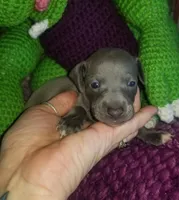Travis- Pennsylvania , a male Italian Greyhound for sale in Levittown, PA – 2 of 10