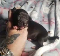 Boomer- Pennsylvania , a male Italian Greyhound for sale in Levittown, PA – 6 of 10