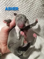 Asher- Pennsylvania , a male Italian Greyhound for sale in Levittown, PA – 7 of 7