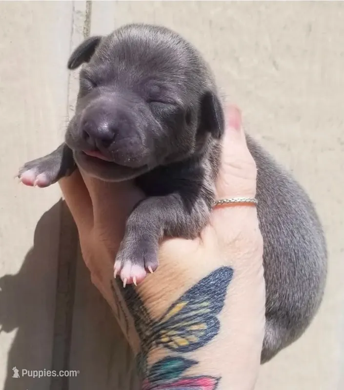 Theo- Pennsylvania  – Italian Greyhound puppy for sale in Levittown, PA