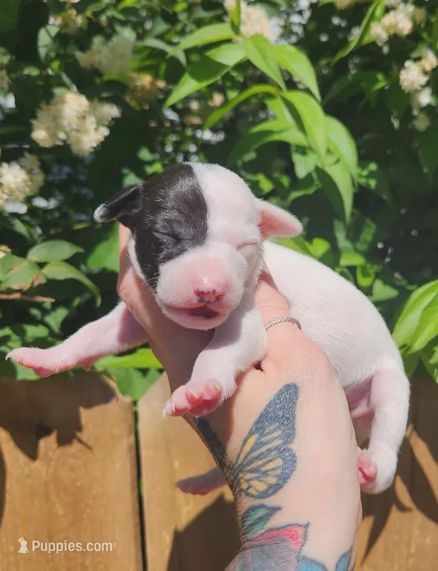 Flash- Pennsylvania  – Italian Greyhound puppy for sale in Levittown, PA