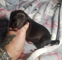 Boomer- Pennsylvania , a male Italian Greyhound for sale in Levittown, PA – 8 of 10