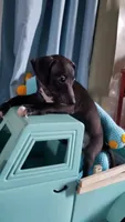 Boomer- Pennsylvania, a male Italian Greyhound for sale in Levittown, PA – 3 of 8