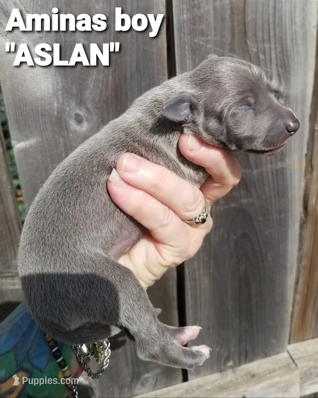 Aslan- Pennsylvania  – Italian Greyhound puppy for sale in Levittown, PA