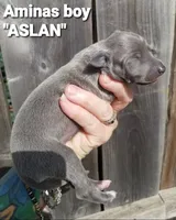 Aslan- Pennsylvania , a male Italian Greyhound for sale in Levittown, PA – 1 of 8