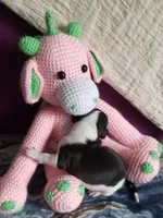Genesis- Pennsylvania, a female Italian Greyhound for sale in Levittown, PA – 7 of 10
