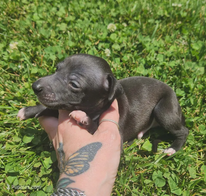 Boomer- Pennsylvania  – Italian Greyhound puppy for sale in Levittown, PA