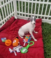 Enoch Pennsylvania , a male Italian Greyhound for sale in Levittown, PA – 10 of 10