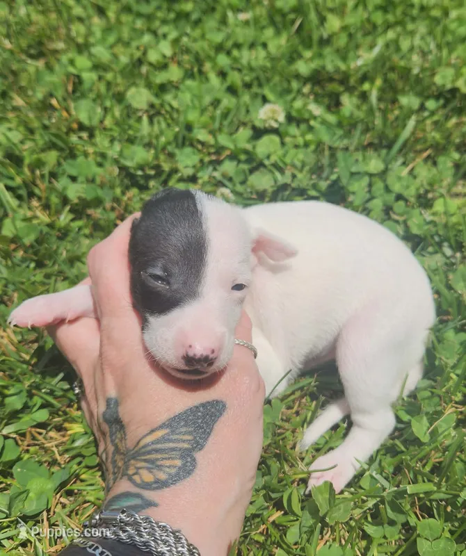 Flash- Pennsylvania  – Italian Greyhound puppy for sale in Levittown, PA
