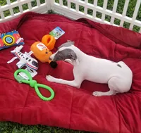 Enoch Pennsylvania , a male Italian Greyhound for sale in Levittown, PA – 7 of 10
