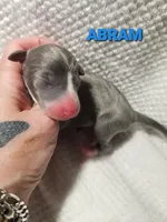 Abram- Pennsylvania , a male Italian Greyhound for sale in Levittown, PA – 2 of 9