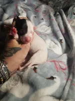 Flash- Pennsylvania , a male Italian Greyhound for sale in Levittown, PA – 7 of 10
