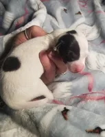 Flash- Pennsylvania , a male Italian Greyhound for sale in Levittown, PA – 2 of 10