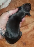 Shiloh- Pennsylvania , a female Italian Greyhound for sale in Levittown, PA – 4 of 5