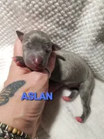 Aslan- Pennsylvania , a male Italian Greyhound for sale in Levittown, PA – 3 of 8
