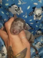 Turk- Pennsylvania , a male Italian Greyhound for sale in Levittown, PA – 2 of 10