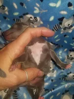 Turk- Pennsylvania , a male Italian Greyhound for sale in Levittown, PA – 6 of 10